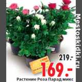 Магазин:Окей,Скидка:Растение Роза Парад микс