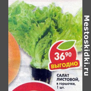 Акция - Салат Листовой в горшочке