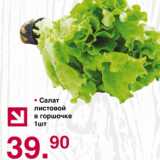 Магазин:Оливье,Скидка:Салат листовой в горшочке