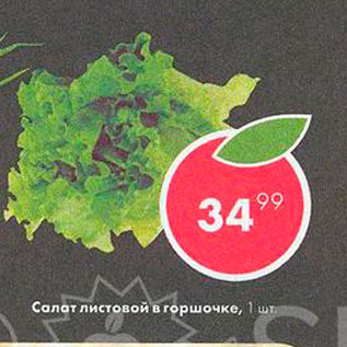 Акция - Салат листовой в горшочке