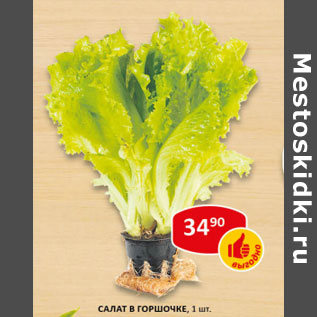 Акция - Салат в горшочке