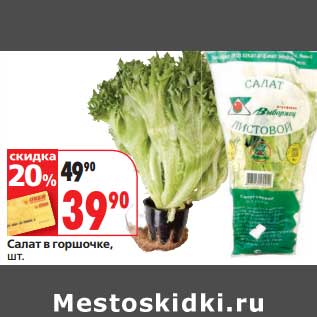 Акция - Салат в горшочке