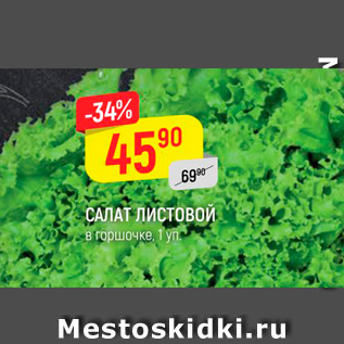 Акция - САЛАТ ЛИСТОВОЙ в горшочке,