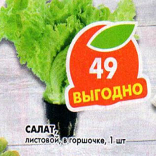 Акция - Салат листовой