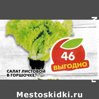 Акция - Салат листовой