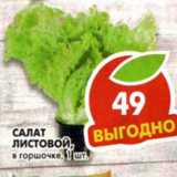 Салат листовой