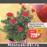 Магазин:Авоська,Скидка:Горшечная роза сорт Кордана