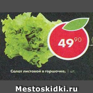 Акция - салат листовой в горшочке