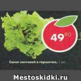 Магазин:Пятёрочка,Скидка:салат листовой в горшочке