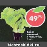 Магазин:Пятёрочка,Скидка:салат листовой в горшочке