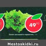 Магазин:Пятёрочка,Скидка:салат листовой в горшочке