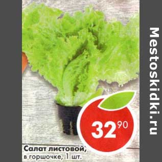 Акция - Салат листовой