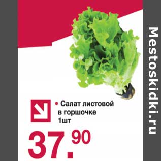 Акция - Салат листовой в горшочке