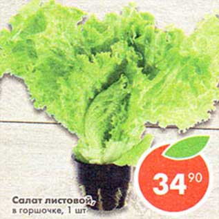 Акция - Салат листовой