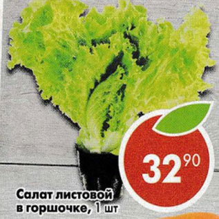 Акция - Салат листовой