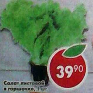 Акция - Салат листовой