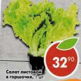 Магазин:Пятёрочка,Скидка:Салат листовой