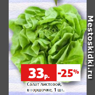 Акция - Салат листовой, в горшочке