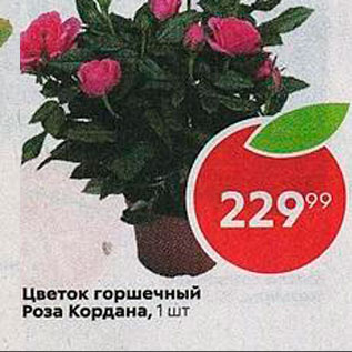 Акция - Цветок горшечный Роза Кордана, 1 шт 