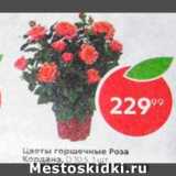 Магазин:Пятёрочка,Скидка:Цветок горшечный Роза Кордана, 1 шт 