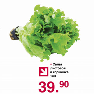 Акция - Салат листовой в горшочке