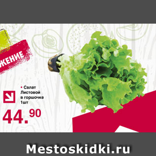 Акция - Салат Листовой в горшочке