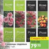 Магазин:Карусель,Скидка:Саженцы садовых роз
