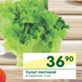 Акция - Салат листовой в горшочке