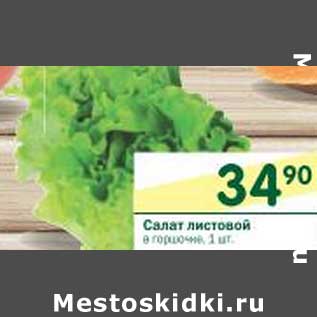 Акция - Салат листовой в горшочке