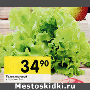 Акция - Салат листовой в горшочке