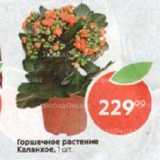 Магазин:Пятёрочка,Скидка:Горшечное растение Каланхое, 1 шт. 
