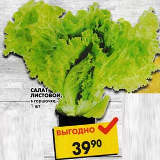 Акция - Салат Листовой