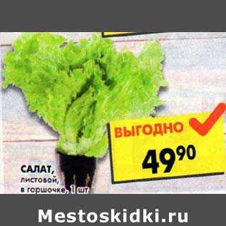 Акция - Салат Листовой