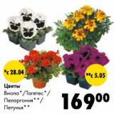 Магазин:Prisma,Скидка:Цветы Виола/Тагетес/Пеларгония/Петунья