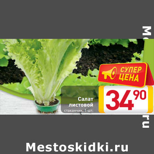 Акция - Салат листовой стаканчик,