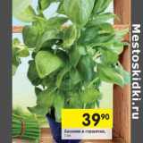 Магазин:Перекрёсток,Скидка:Базилик в горшочке