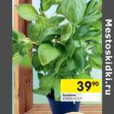 Магазин:Перекрёсток,Скидка:Базилик в горшочке