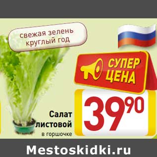 Акция - Салат листвой