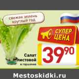 Магазин:Билла,Скидка:Салат
листовой
в горшочке