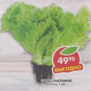 Акция - Салат листовой