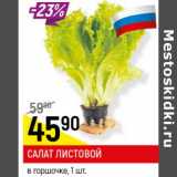 Магазин:Верный,Скидка:Салат листовой в горшочке 