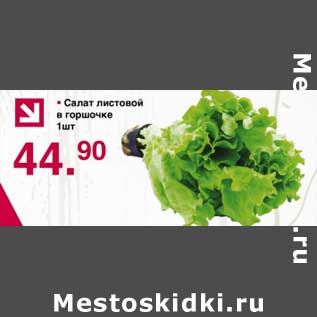 Акция - Салат листовой в горшочке