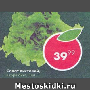 Акция - салат листовой в горшочке