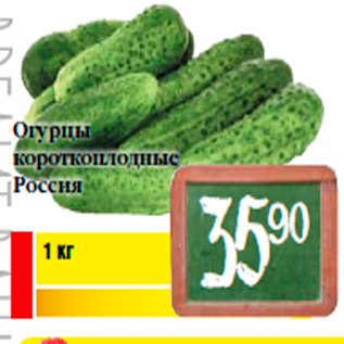 Акция - Огурцы короткоплодные Россия