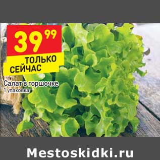 Акция - Салат в горшочке