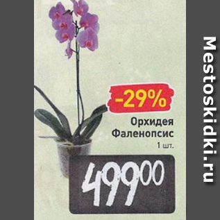 Акция - Орхидея Фаленопсис 1 шт.