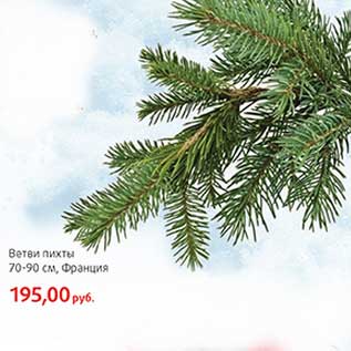 Акция - Ветви пихты