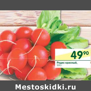 Акция - Редис красный