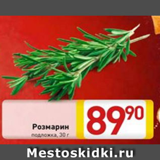 Акция - Розмарин подложка