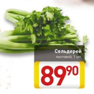 Акция - Сельдерей листовой
